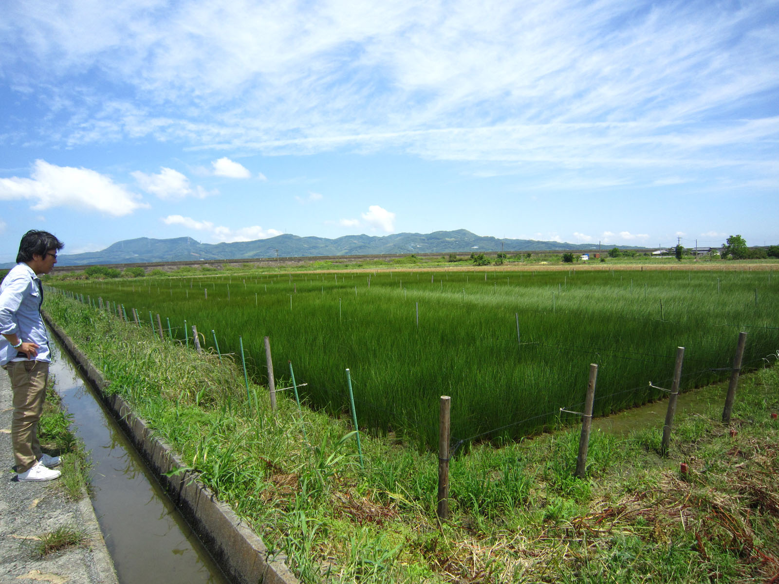 熊本、福岡のイ草農家